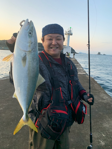 ハマチの釣果