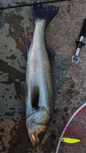 スズキの釣果