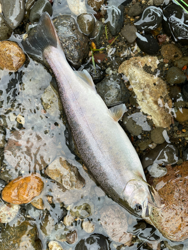 ヤマメの釣果