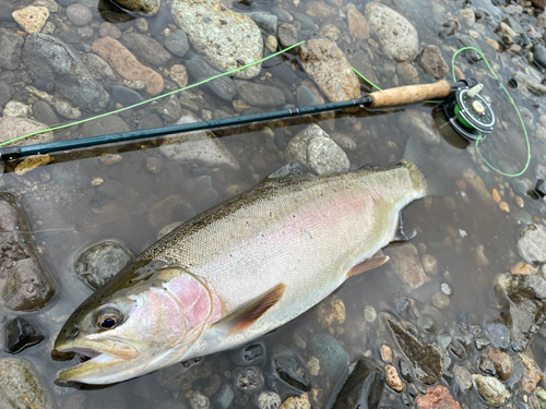 ニジマスの釣果