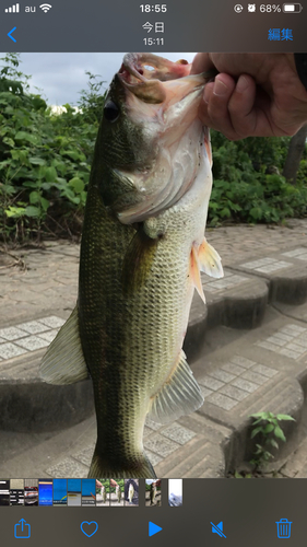 ラージマウスバスの釣果