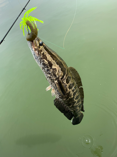 ライギョの釣果