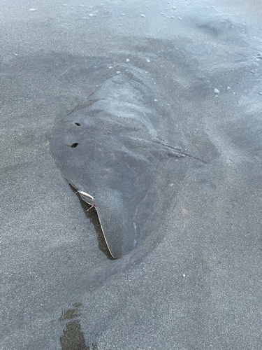 アカエイの釣果