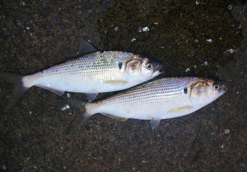 コノシロの釣果