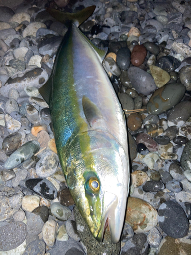 イナダの釣果