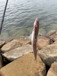 エソの釣果