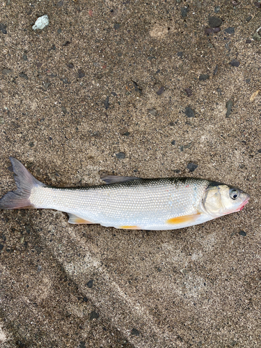 ウグイの釣果