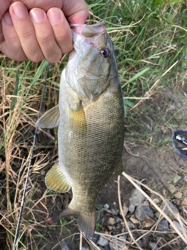 スモールマウスバスの釣果