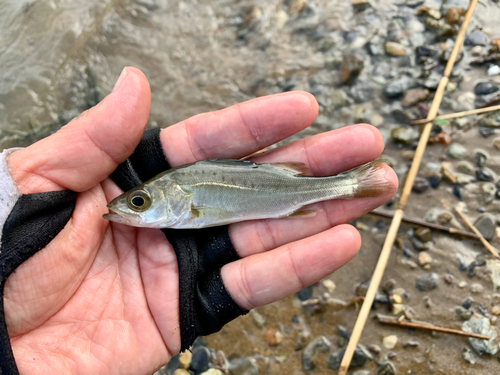 フッコ（マルスズキ）の釣果