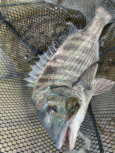 チヌの釣果