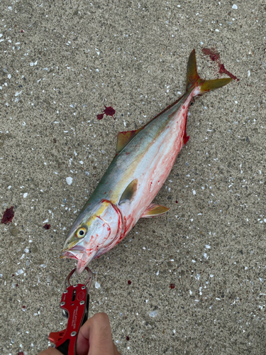 イナダの釣果