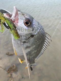 キビレの釣果