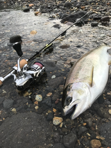 サツキマスの釣果