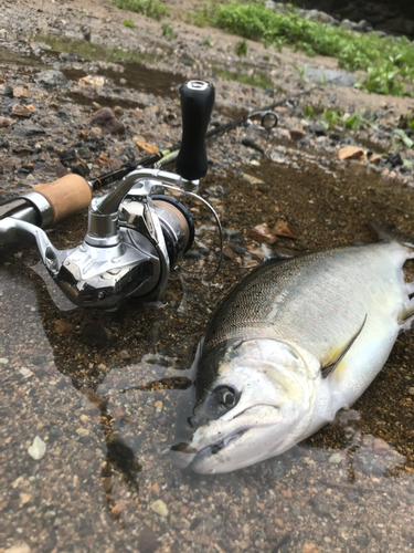 アマゴの釣果