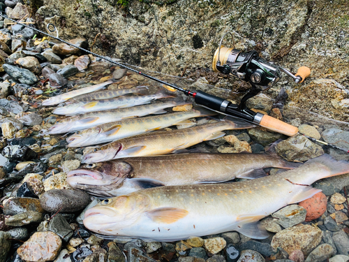 イワナの釣果