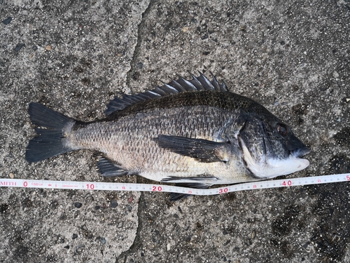 クロダイの釣果