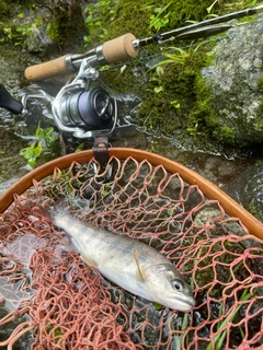 アマゴの釣果