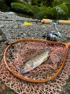 イワナの釣果