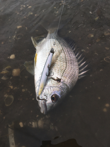 キビレの釣果