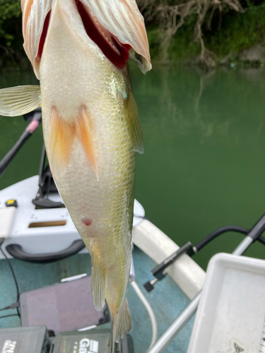 ラージマウスバスの釣果