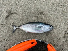ソウダガツオの釣果