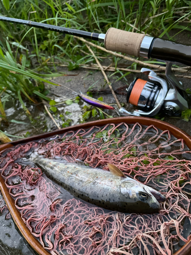 アマゴの釣果