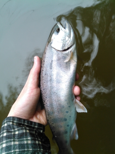 ヤマメの釣果