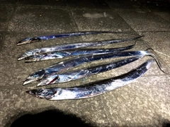 タチウオの釣果