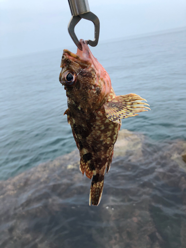 カサゴの釣果