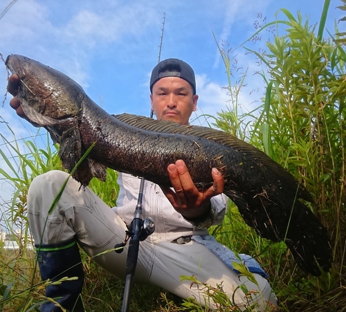 ライギョの釣果