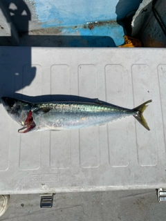 サバの釣果