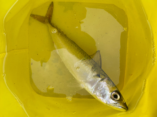 サバの釣果