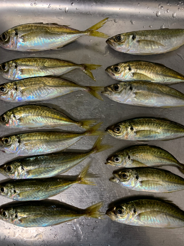 マアジの釣果