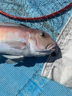 シロアマダイの釣果