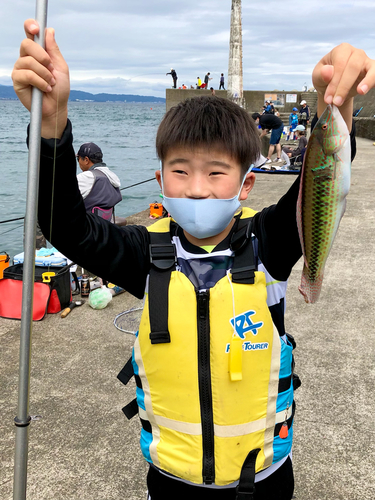 キュウセンの釣果