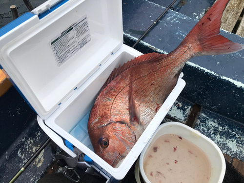 タイの釣果