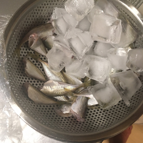 アジの釣果