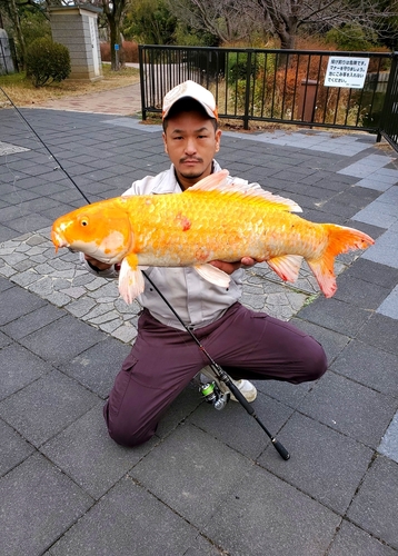 コイの釣果