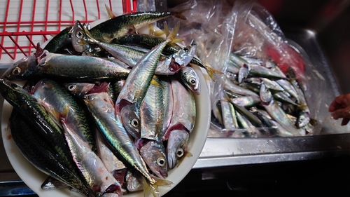 サバの釣果