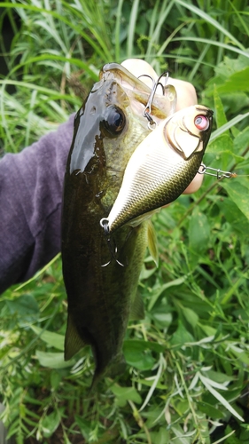 釣果