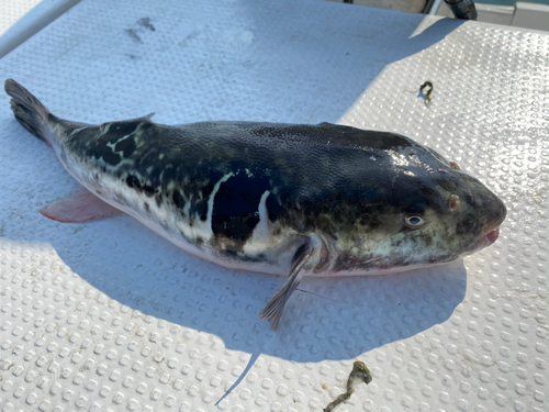 トラフグの釣果