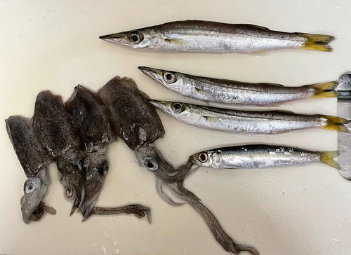 カマスの釣果