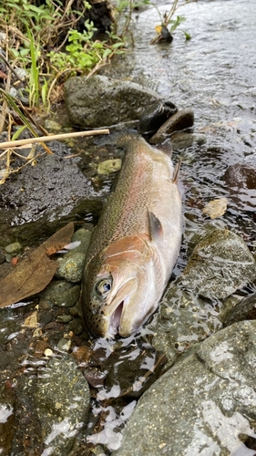 ニジマスの釣果