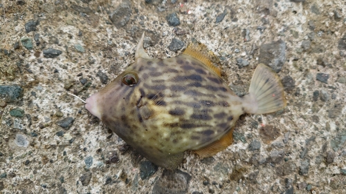 カワハギの釣果