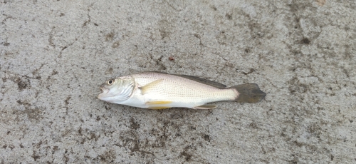 イシモチの釣果