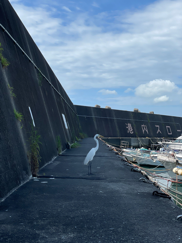 イワシの釣果