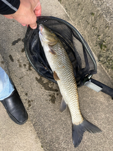 ニゴイの釣果