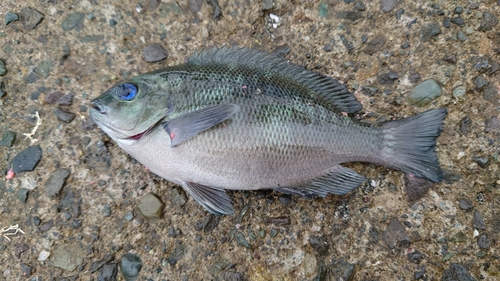 メジナの釣果