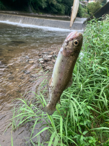 ニジマスの釣果