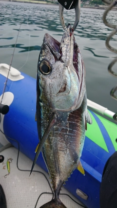 キハダマグロの釣果